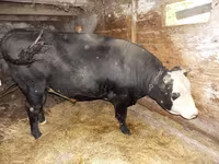 گاو و گوساله (گروه، جنسیت مشخص نشده), Russian Black pied cattle — عکس 1