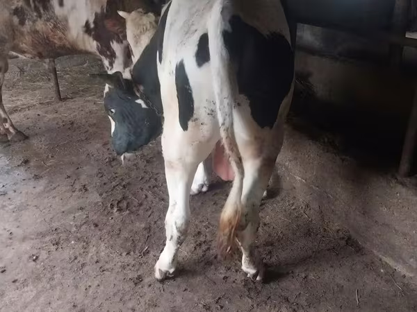 Toro, Russian Black pied cattle