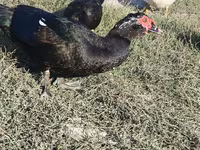 مسکوی خانگی — عکس 5