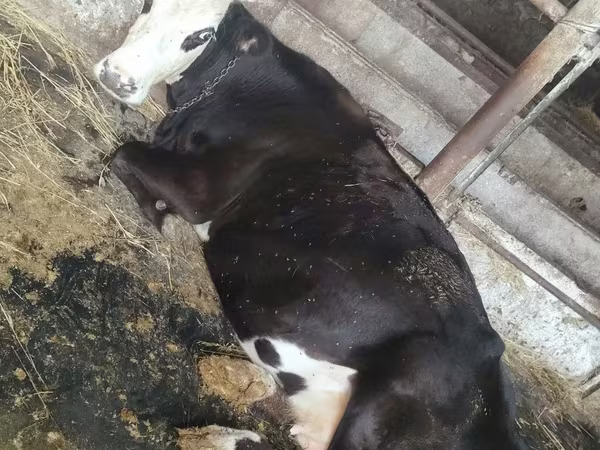 雌牛, Russian Black pied cattle