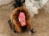 Chickens — foto 4