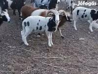 Wad, Jacob's sheep — sawirka 2