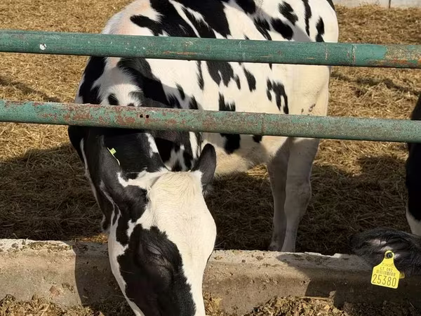 İnek, Russian Black pied cattle