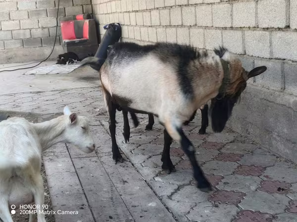 تيس, Alpine goat