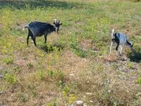 بکری, بکریاں — تصویر 6