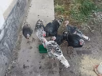 Turkeys — 照片 2
