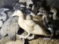 Ducks — عکس 2