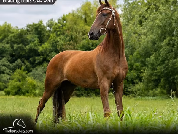 Aygır, Tennessee Walking Horse