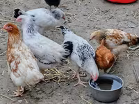 Chickens — ảnh 5