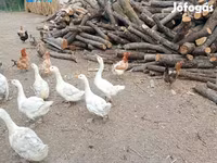 Geese — foto 8