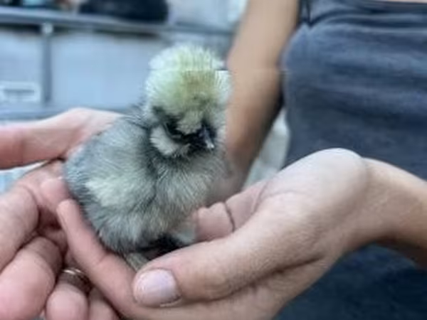 Silkie
