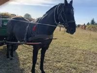 اسب نر, Nonius horse — عکس 4