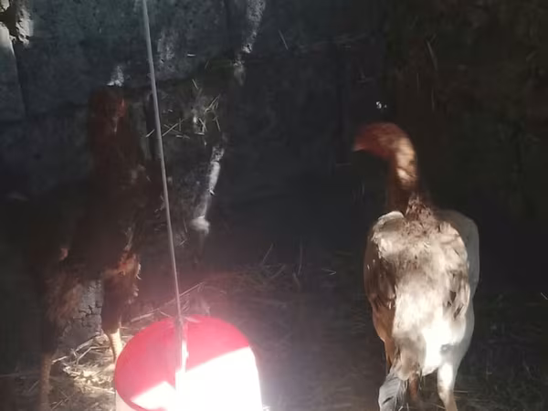 Chickens