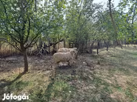 Kambing jantan, Tsigai sheep — foto 1
