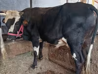 Bull, Russian Black pied cattle — photo 5