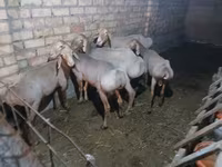 Baran, Arashan sheep — zdjęcie 2