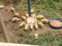Ducks — foto 2