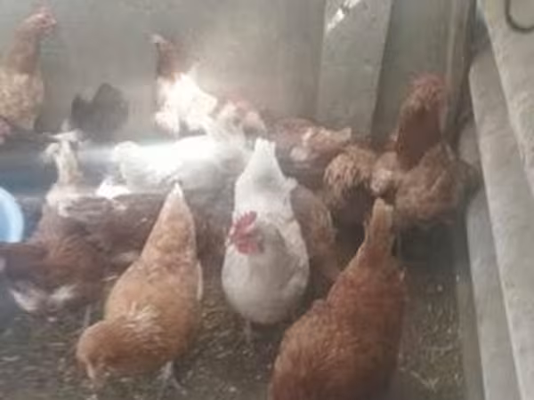 Chickens