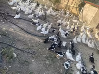Geese — Foto 5