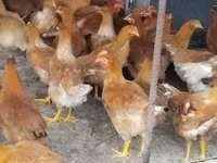 Chickens — تصویر 3