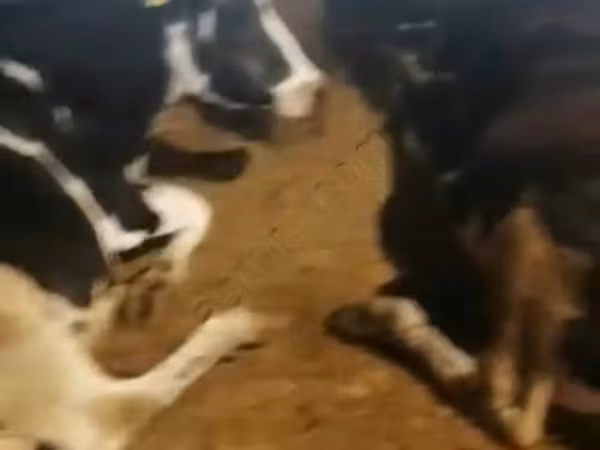 วัวตัวเมีย, Swiss cattle — รัสเซีย