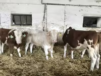 گاو نر, Simmental cattle — عکس 2