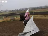 اسب نر, Shetland Pony — عکس 3