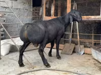 Kambing jantan, Arashan sheep — foto 3