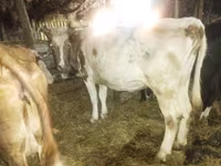 Lo’, Cattle — sawirka 3
