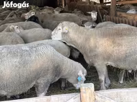 قوچ, گوسفند — عکس 7