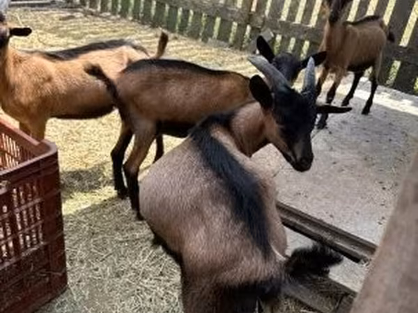 Billy Goat, Alpine goat — Hungary