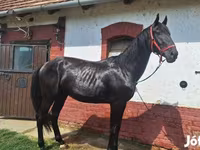 Kůň, Nonius horse — foto 5