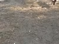 Babi hutan, Дюрок — foto 5