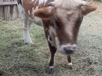 Lembu jantan, Cattle — foto 3