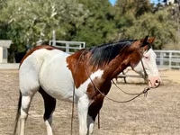 Kuda jantan, American paint horse — foto 3