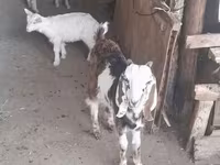 بز ماده, Saanen goat — عکس 1