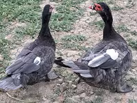 Ducks — foto 4