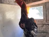 Chickens — 照片 3