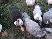 domácí kachna pižmová — foto 2