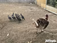 Turkeys — foto 4