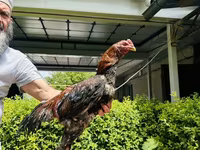 Chickens — Foto 6