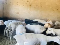 숫양, Arashan sheep — 사진 3