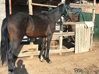 ঘোড়া, Thoroughbred horse — ছবি 4