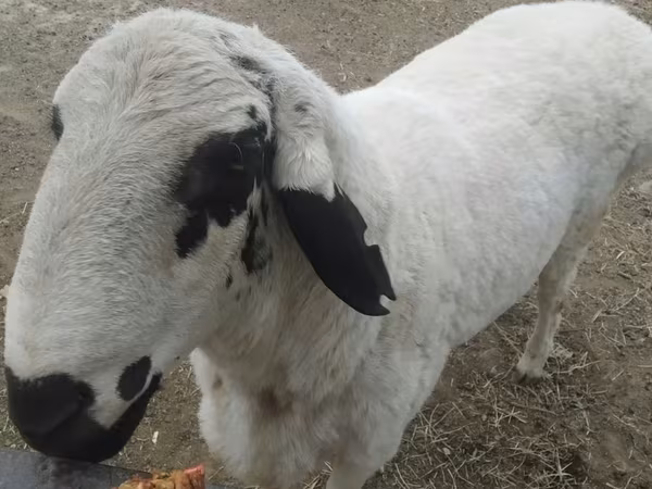Ram, Arashan sheep