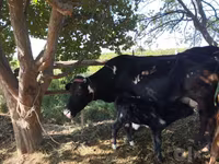 Vacă, Bovine — foto 3
