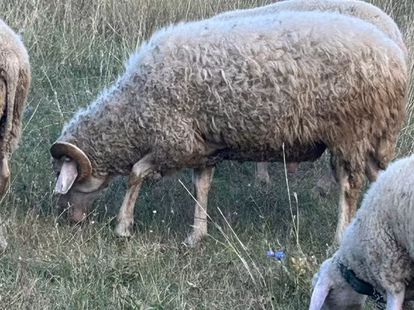 Baran, Assaf sheep