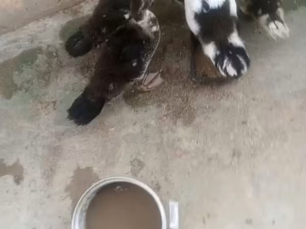 Domestic Muscovy — Azerbaijan