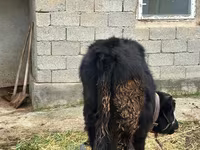 گاو نر, Simmental cattle — عکس 3
