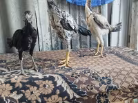 Chickens — 照片 4