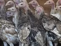 Turkeys — 照片 1